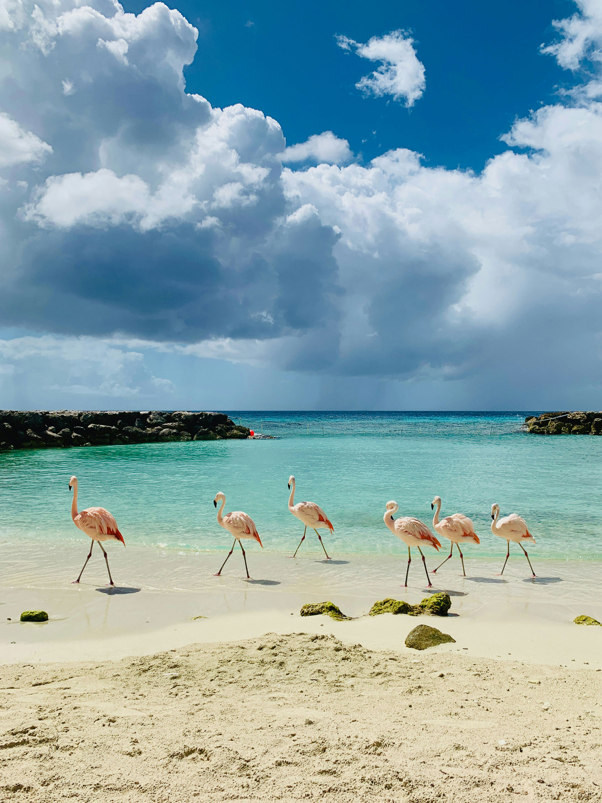 Seven pink flamingos walking along a pristine sandy beach in Aruba with turquoise waters under a bright blue sky filled with billowing white clouds.